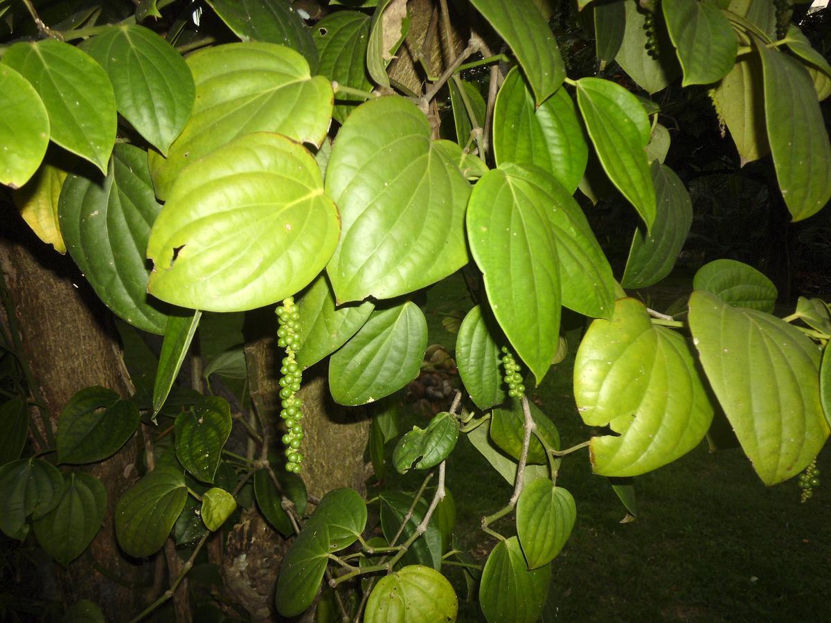 Mama'S Hostel By Taprobane Negombo Luaran gambar